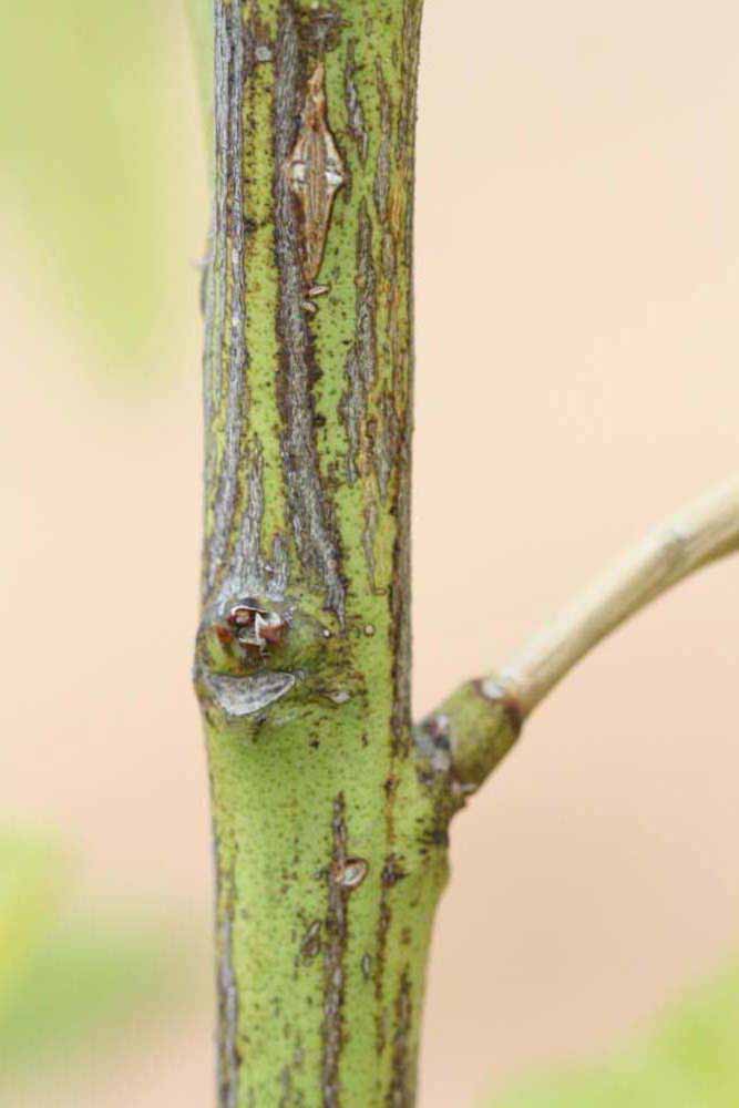              Second - third year twig (Riverside, CA)       